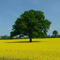 Bild vergrößern: einzelner Baum im blühenden Rapsfeld