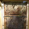 Bild vergrößern: Bienenschaukasten