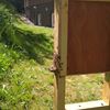 Bild vergrößern: Einflugloch Bienenstock